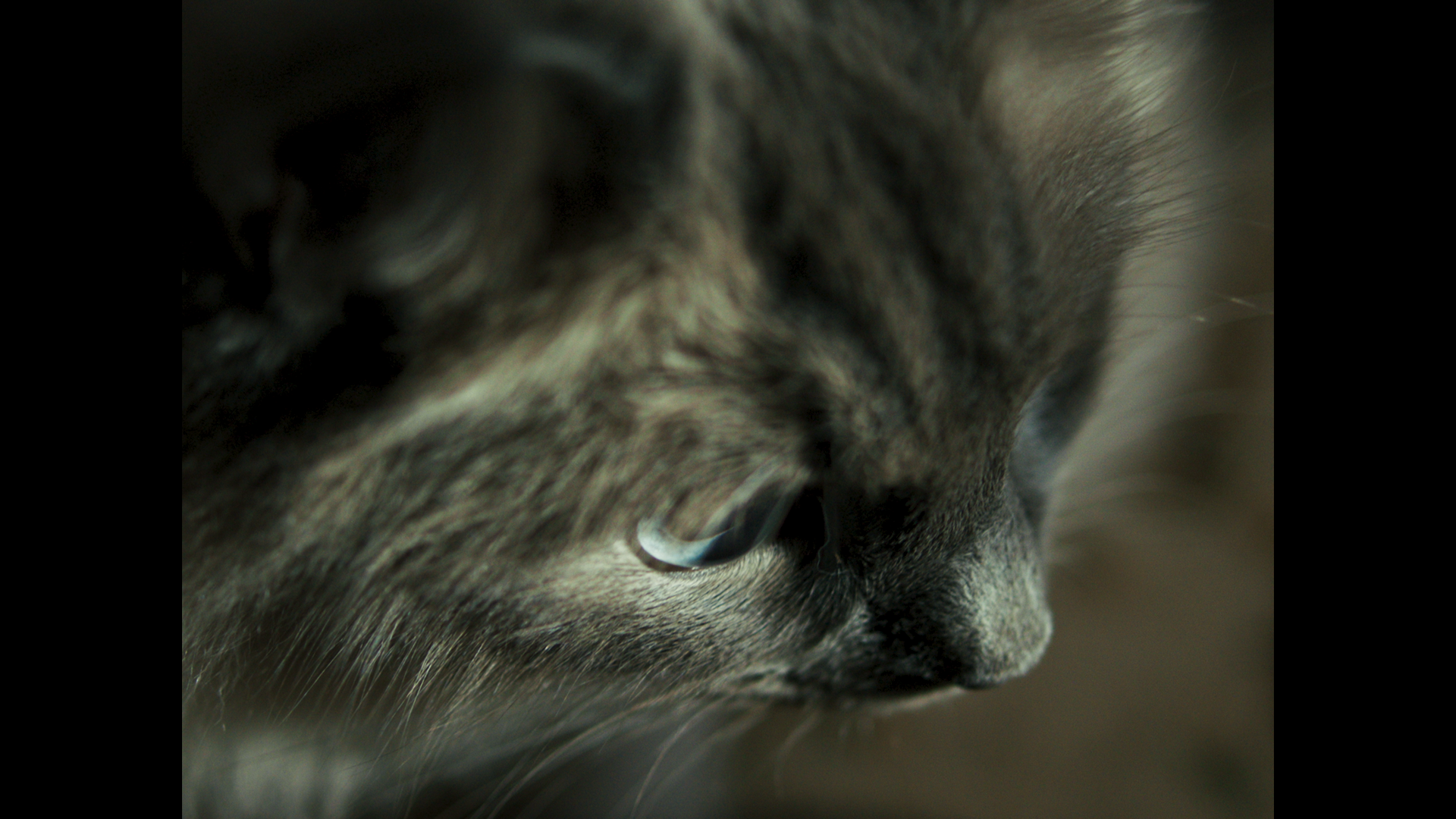 Bonny the cat