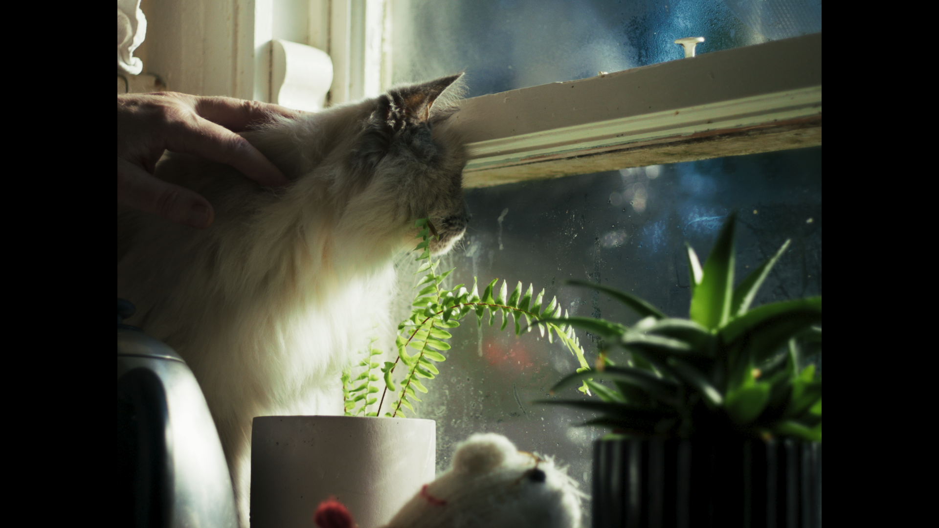 Bonny at the window