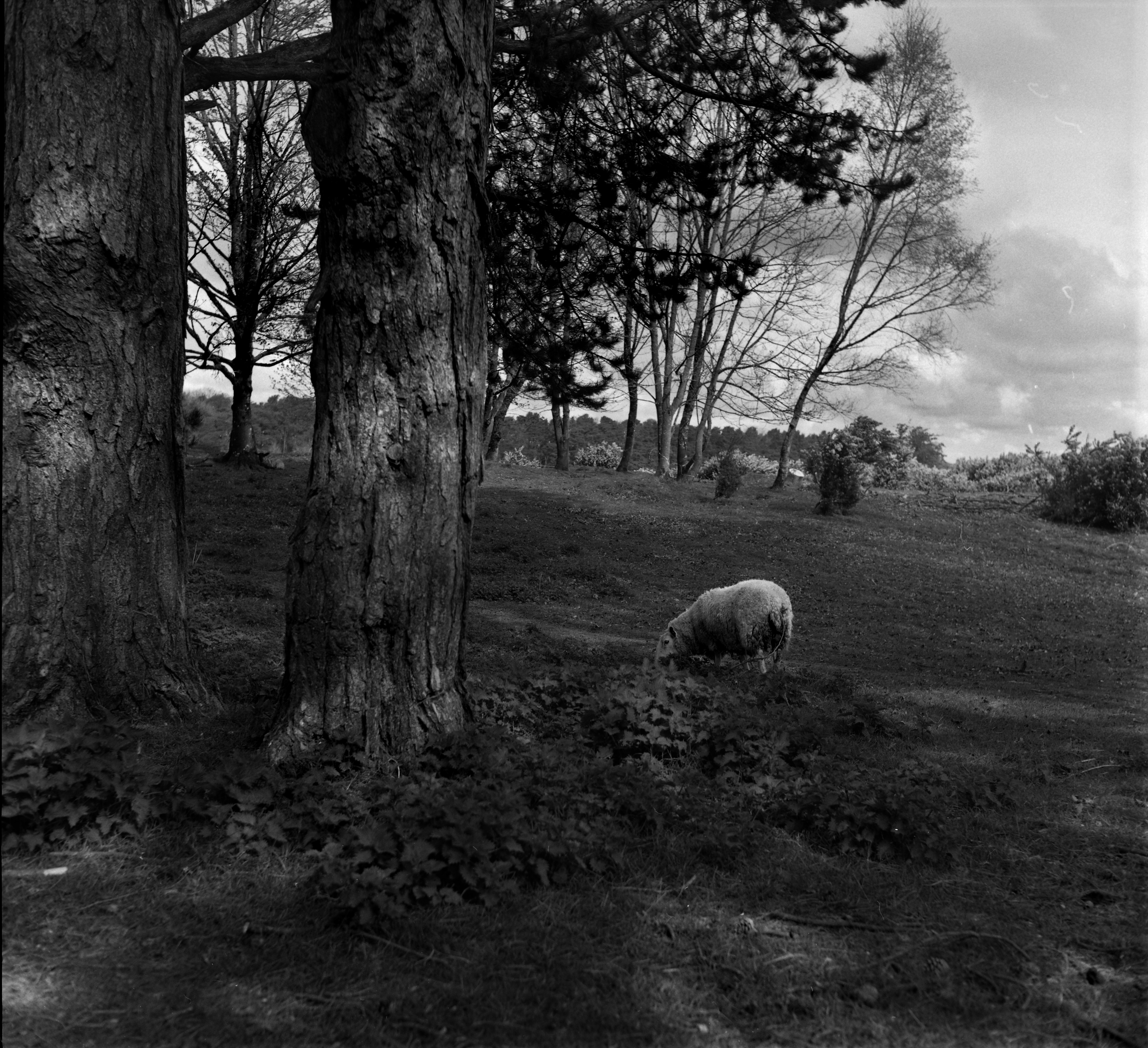 SWEET MOURNING LAMB 