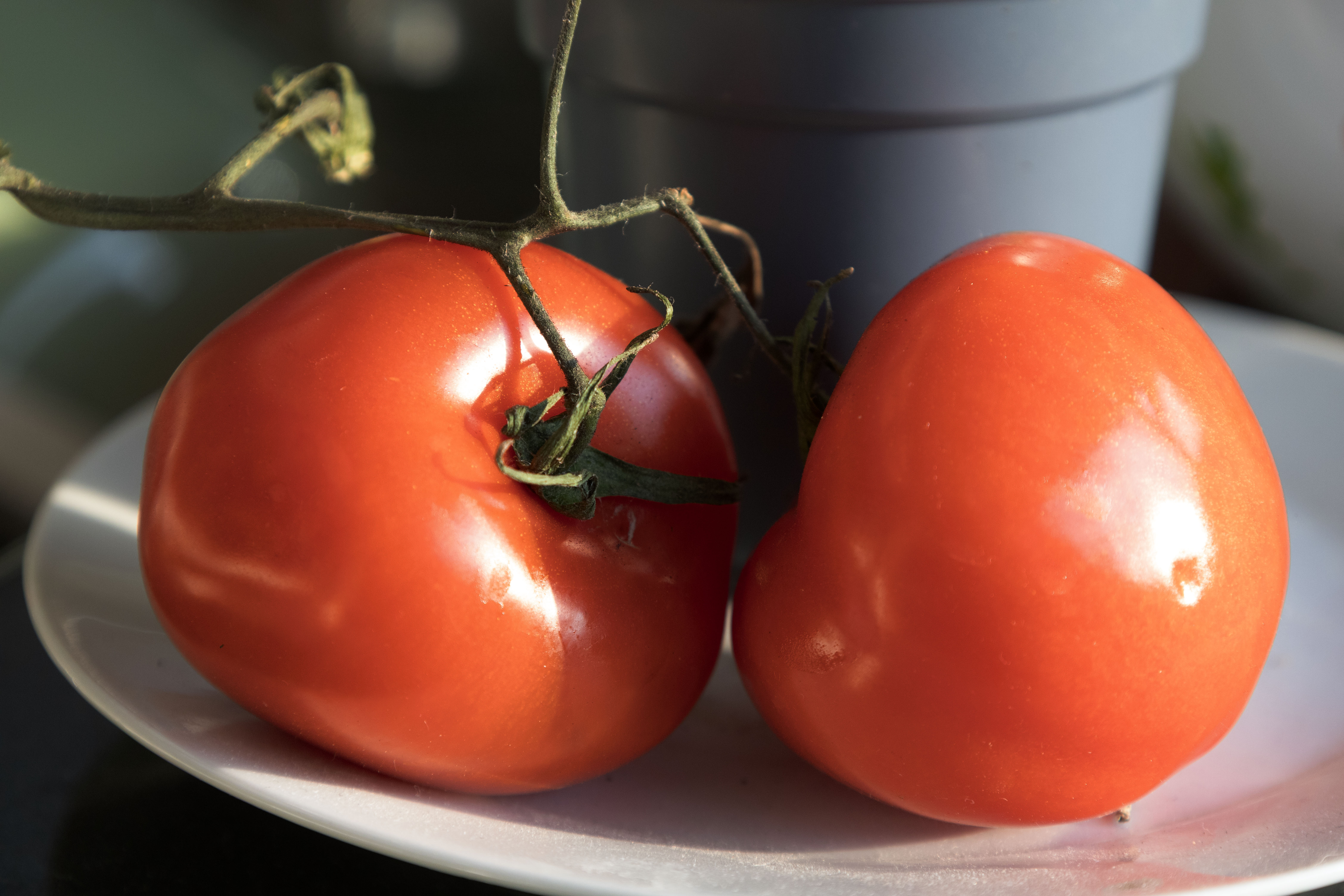vine tomatoes 