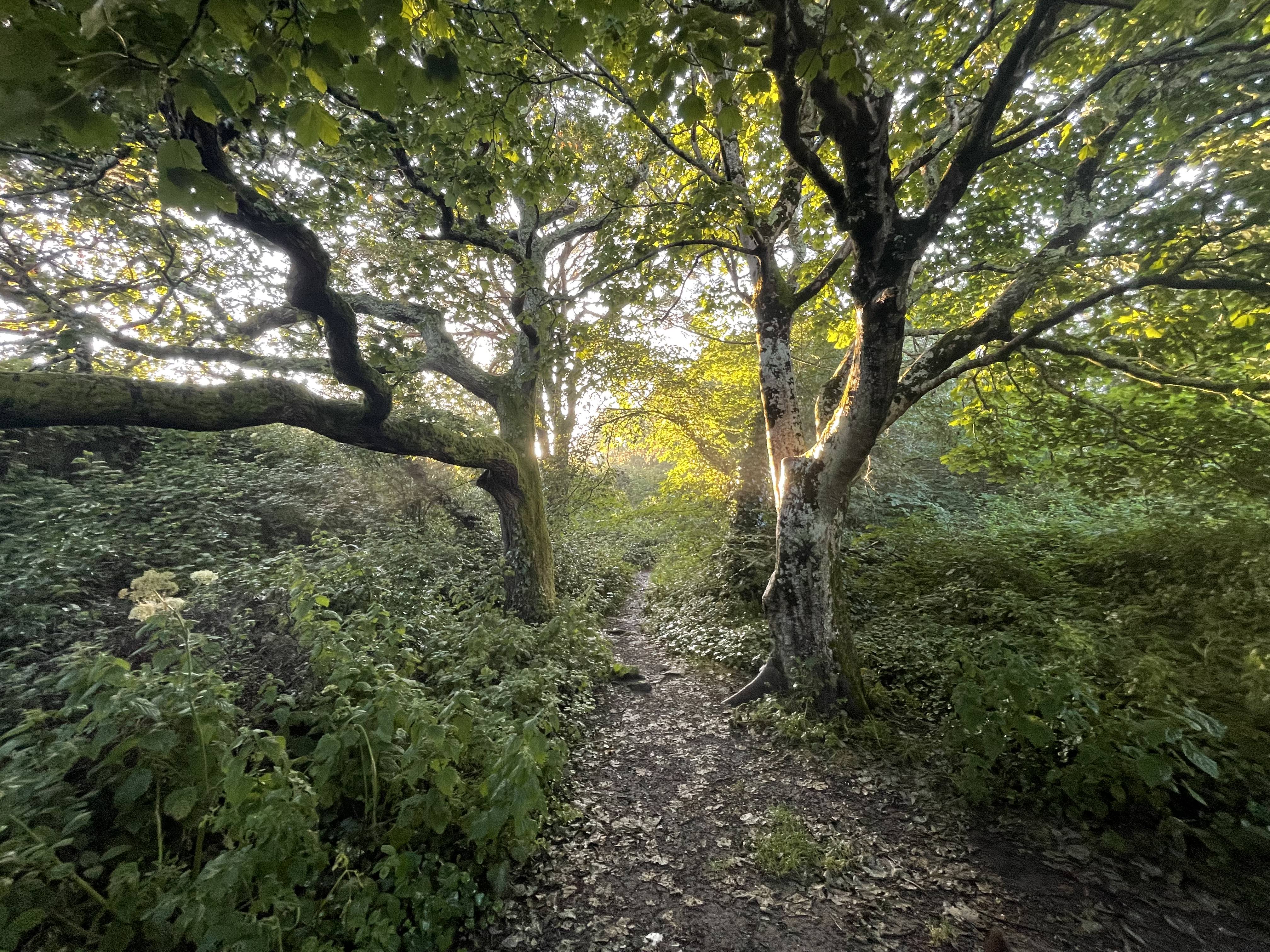 woods