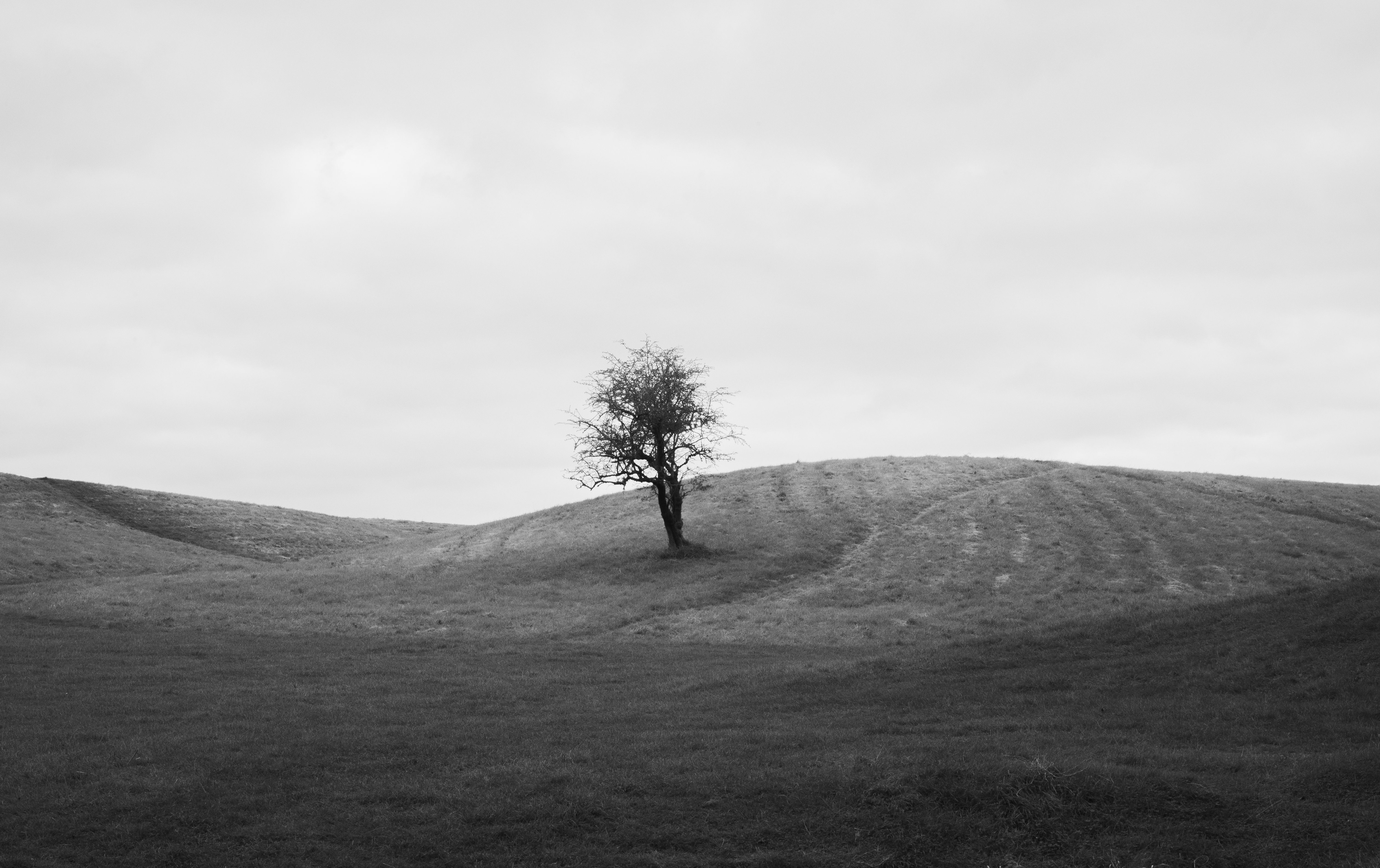 Tree in Field