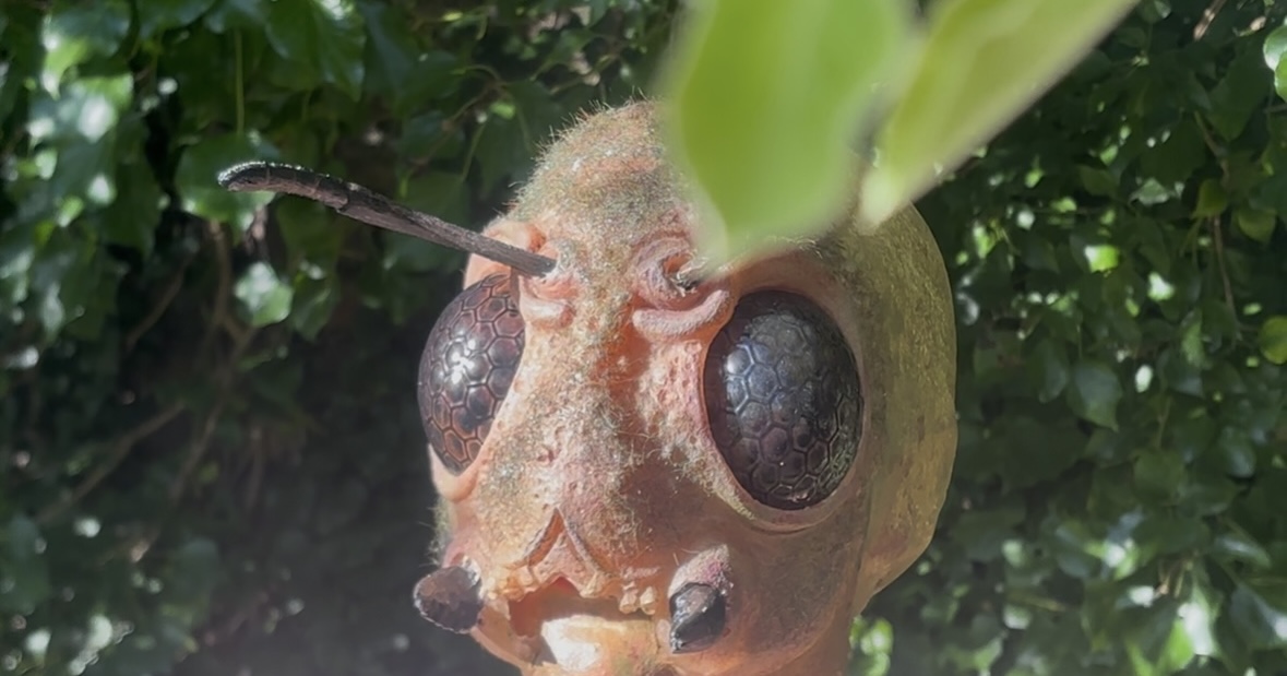 The Fly
