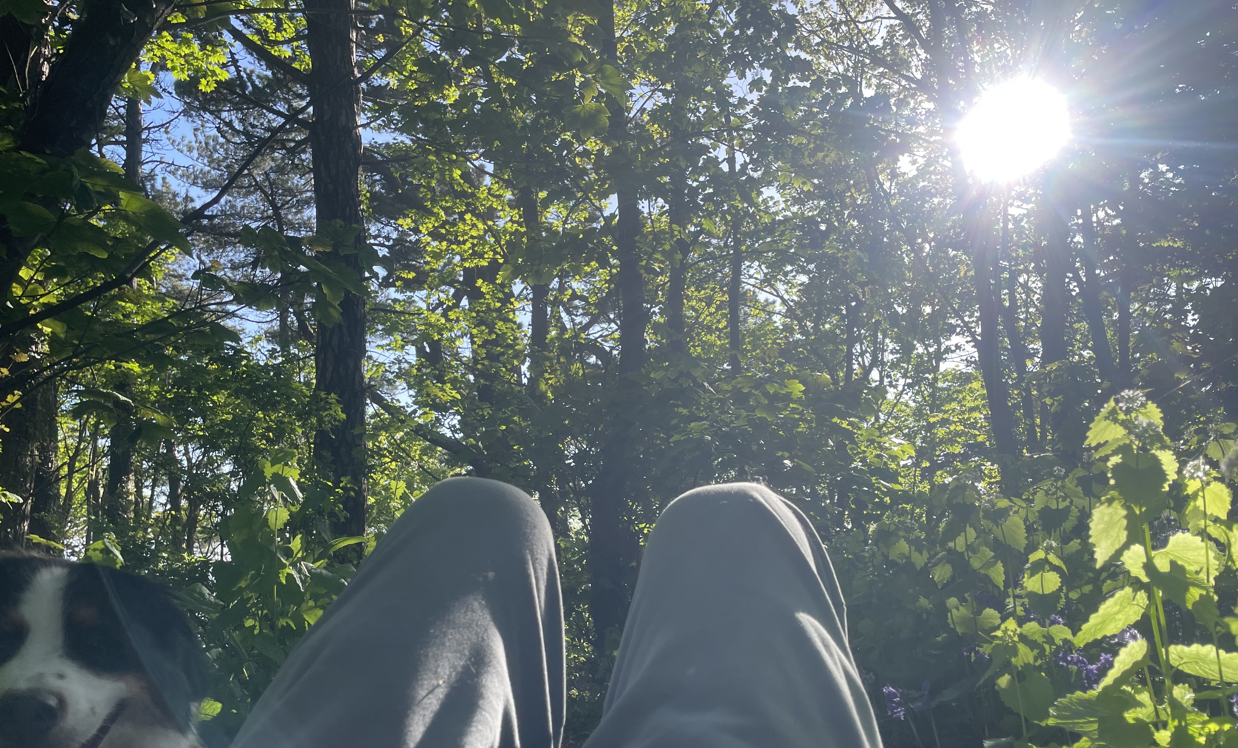The camera looks out at a forest with the sun beaming down. a dog is on the left foreground of the image, while the subjects legs are visible centre foreground.