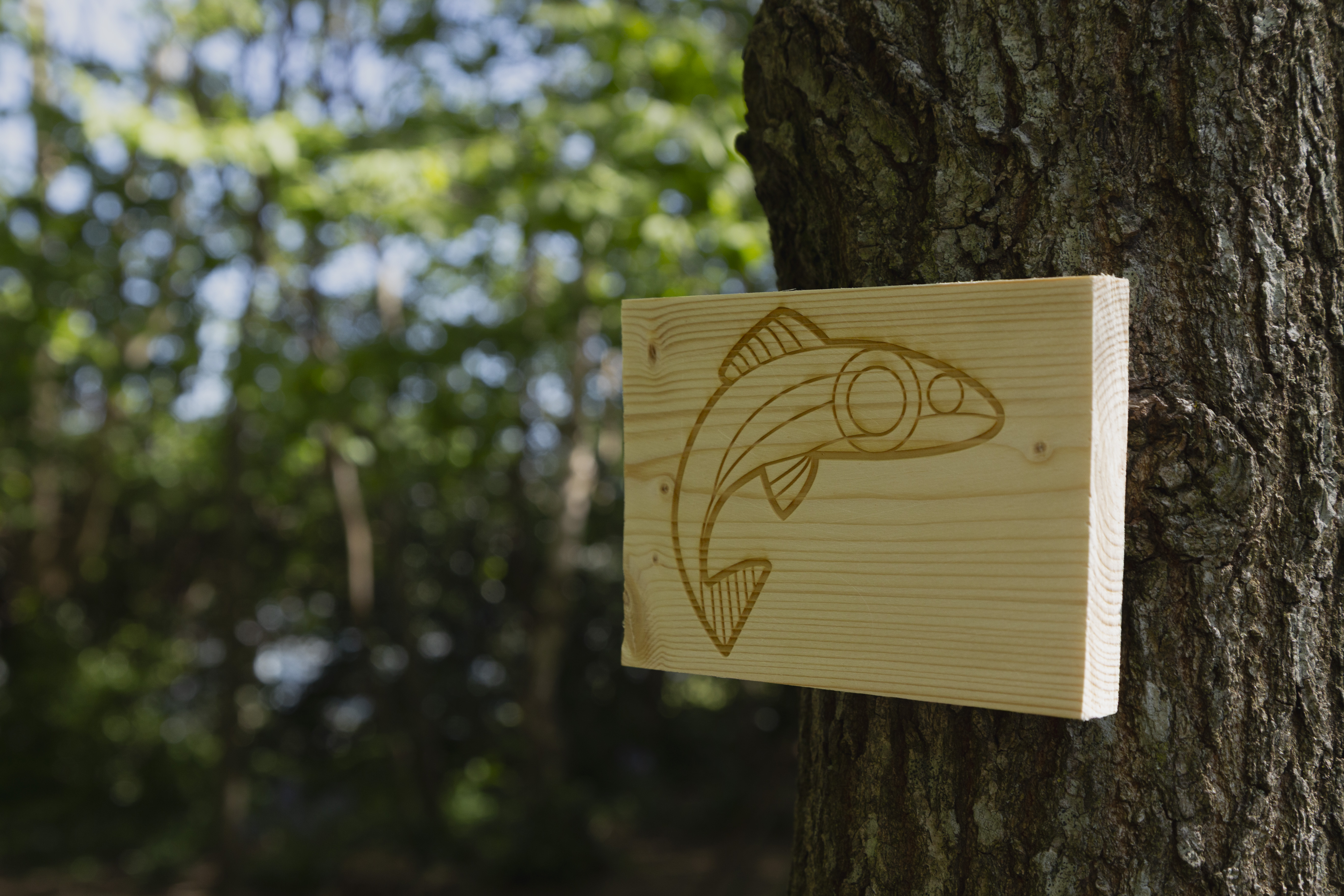 Wooden marker of Salmon icon placed on tree.
