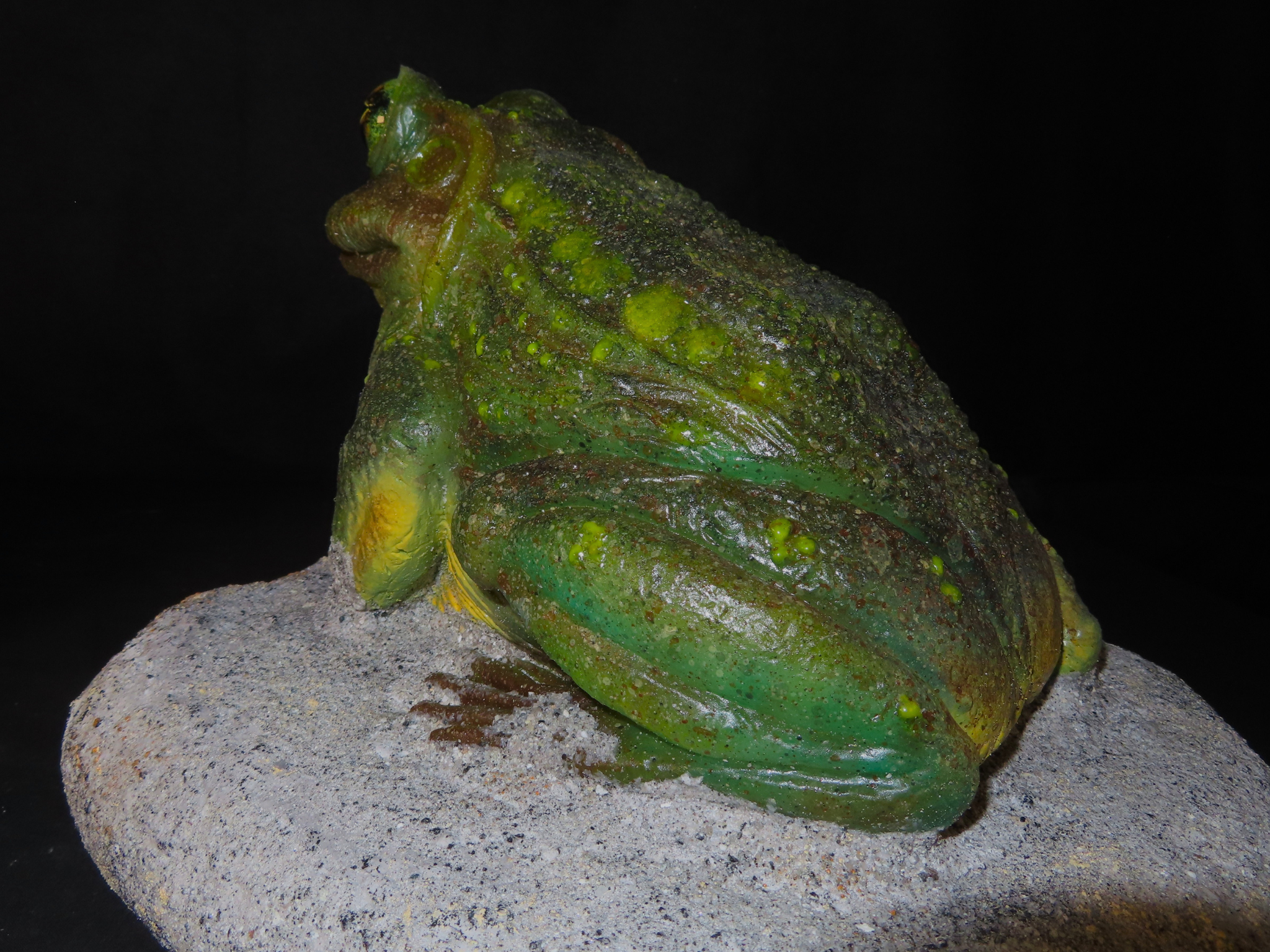 Frog side view