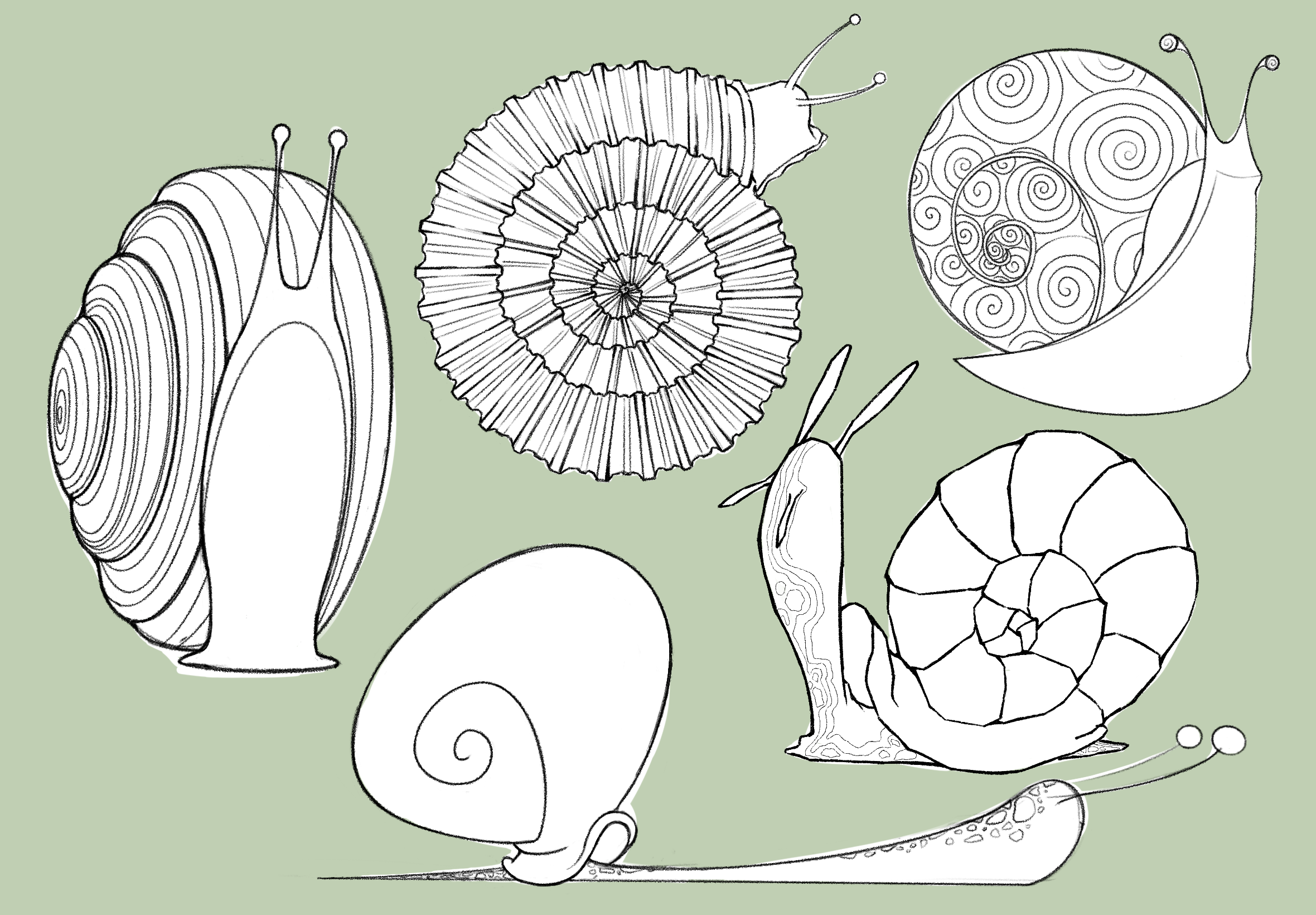 snails design