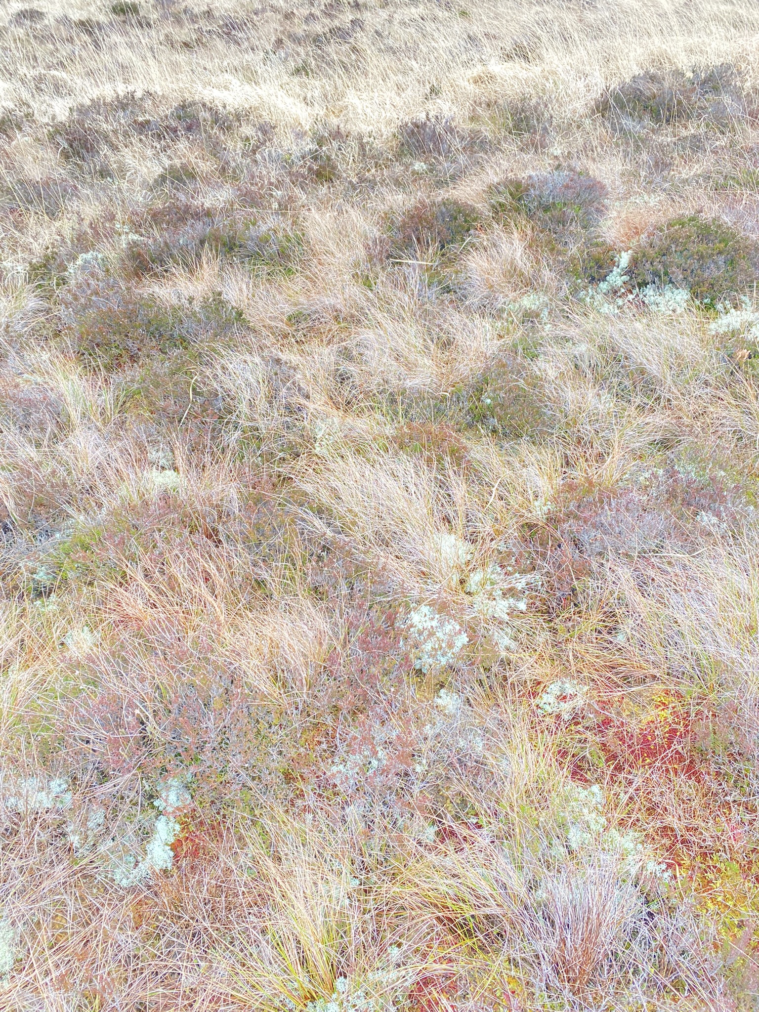 *Boglands* red moss, blue lichen, heather and grass.