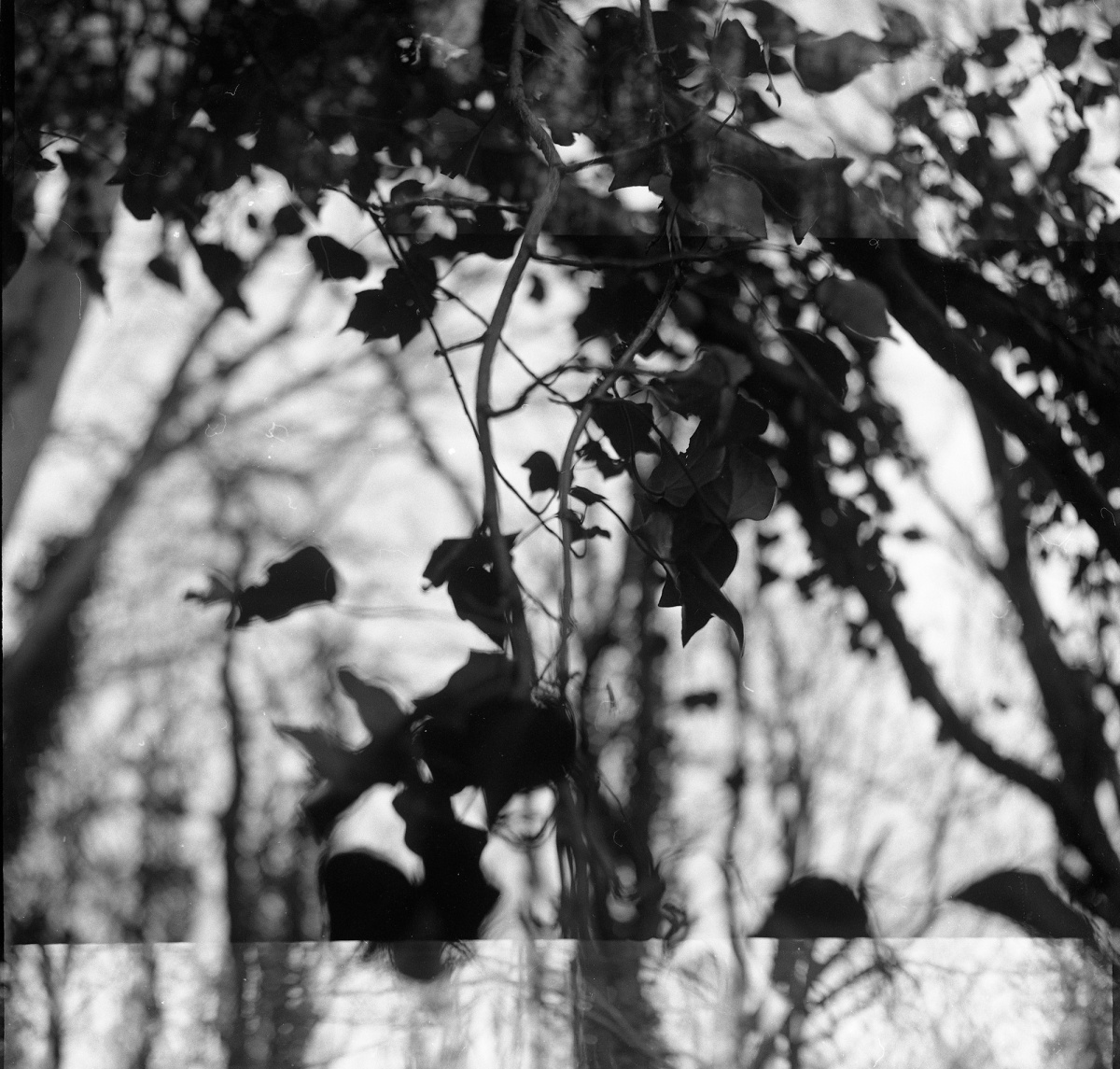branches and leaves