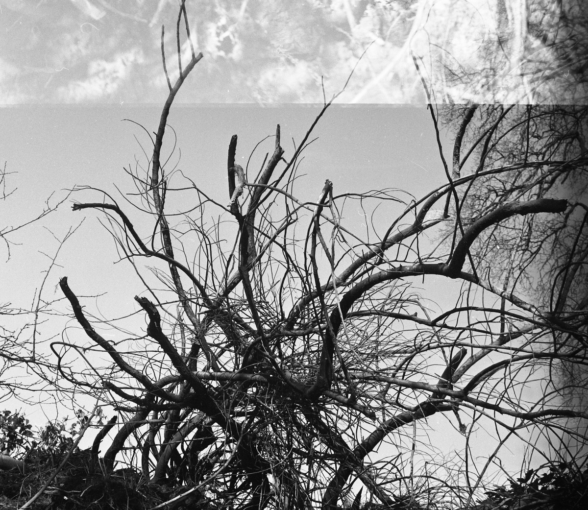 bits or roots and branches sticking out from the ground