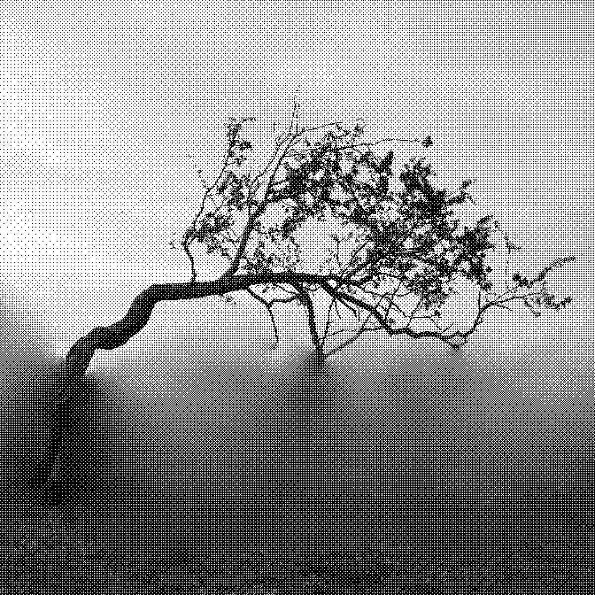 Fragmented Tree