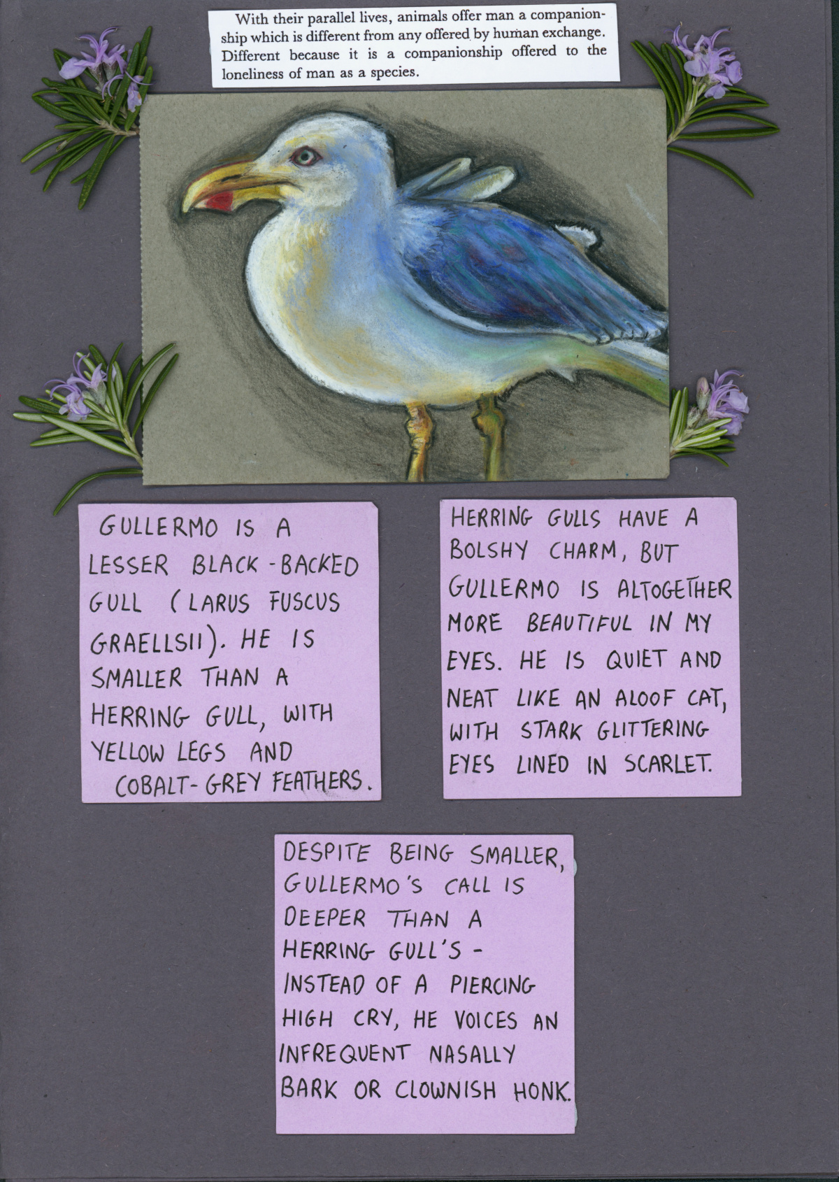 A purple page with a cut out John Berger quote, rosemary sprigs surrounding an oil pastel drawing of a seagull and purple sticky notes with writing. Quote reads "with their parallel lives, animals offer man a companionship that is different to any offered by human exchange. Different because it is a companionship offered to the loneliness of man as a species." The sticky notes reverently describe Gullermo the lesser black-backed gull. 