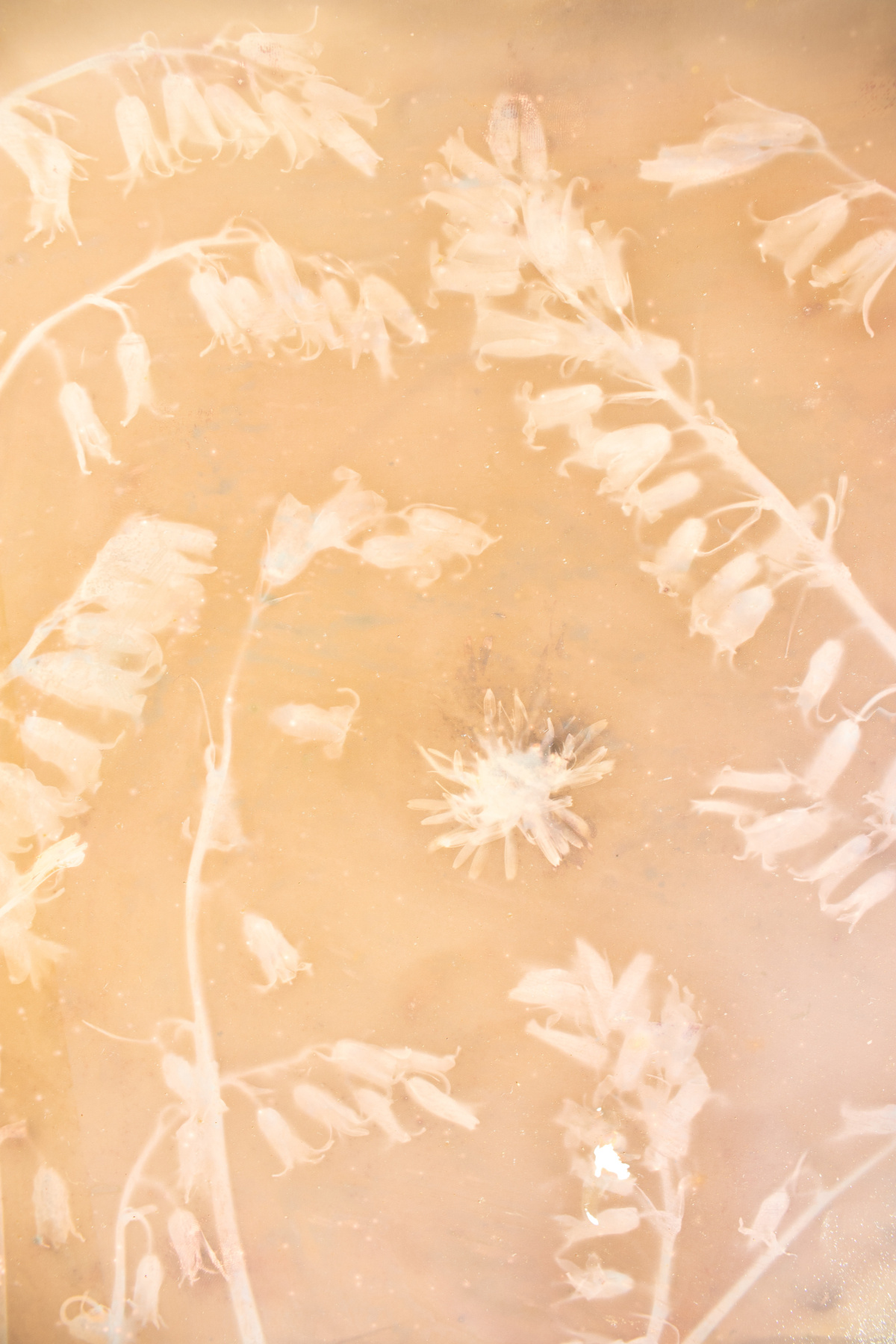 lumen print 3